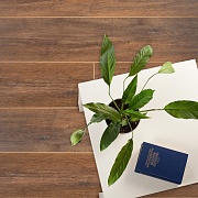 Tarkett Imperator Ballet Раймонда